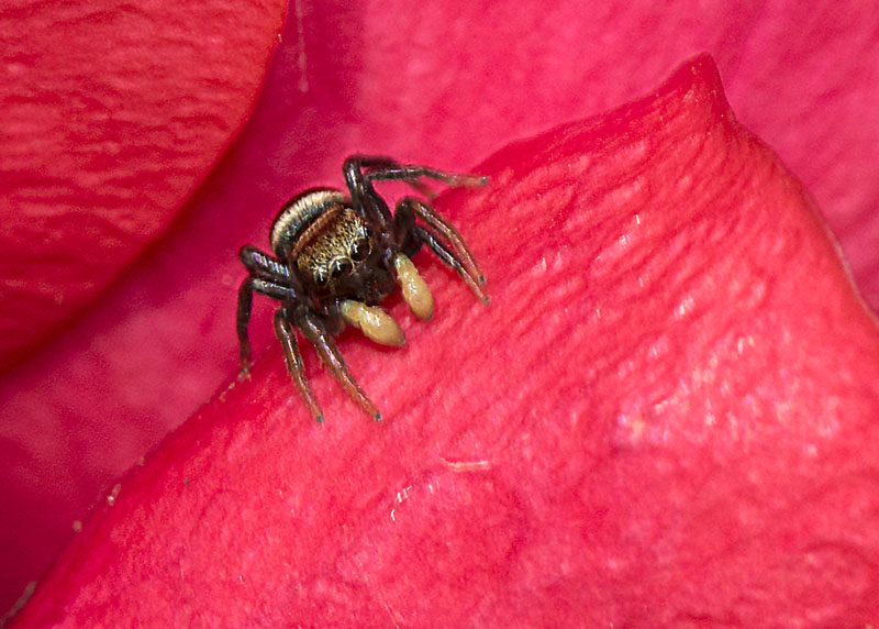 Heliophanus sp. - L''Aquila